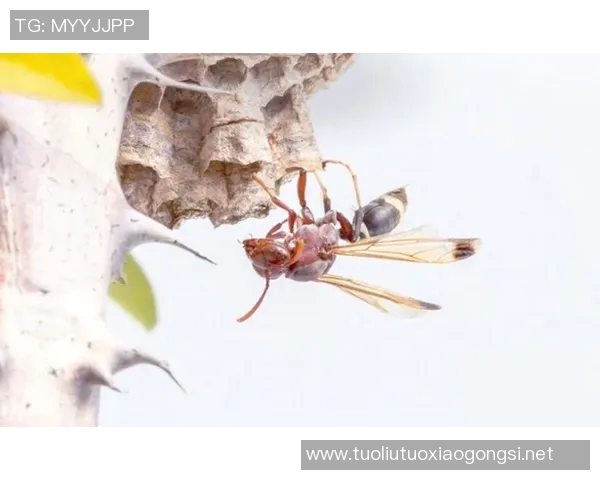 黄蜂生态研究：从生物特征到行为习性全面解析